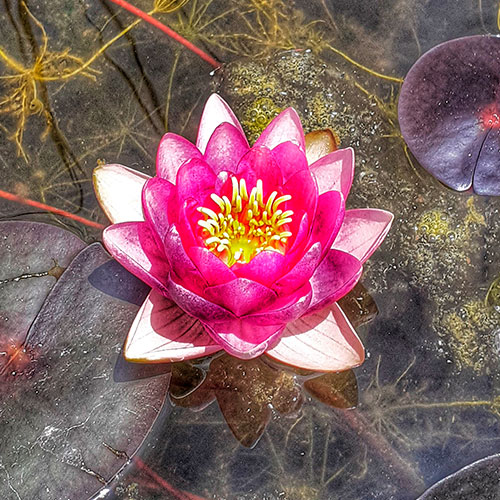 flor-modificada